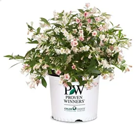 Sonic Bloom® Pearl Weigela