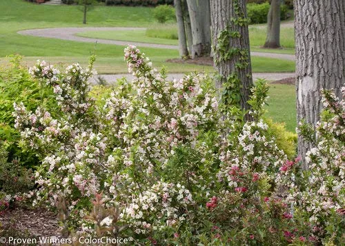 Sonic Bloom® Pearl Weigela