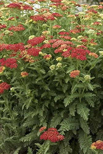 Strawberry Seduction Yarrow