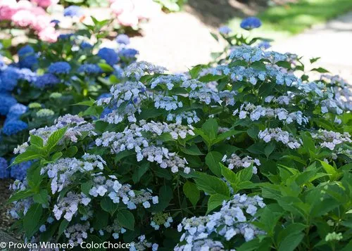 Tiny Tuff Stuff™ Mountain Hydrangea