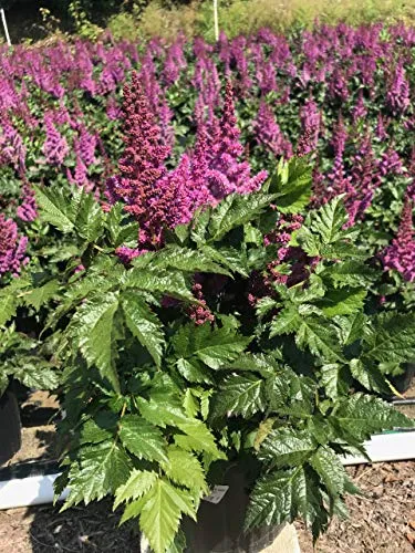 Visions Chinese Astilbe