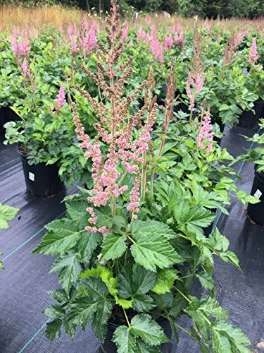 Visions in Pink Astilbe