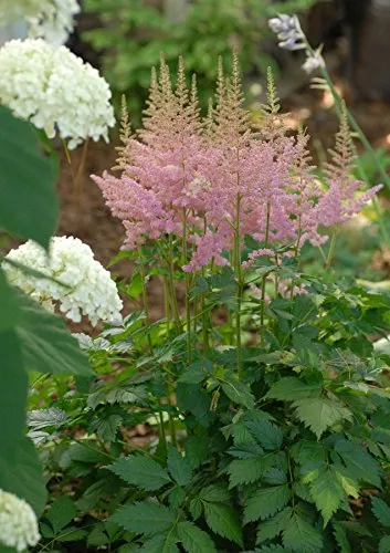 Visions in Pink Astilbe