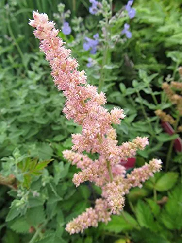 Visions in Pink Astilbe