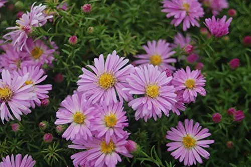 Woods Pink Aster