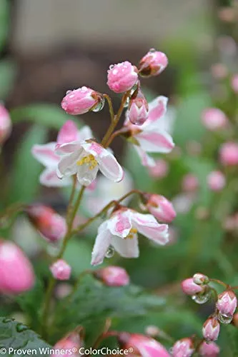 Yuki Cherry Blossom® Deutzia