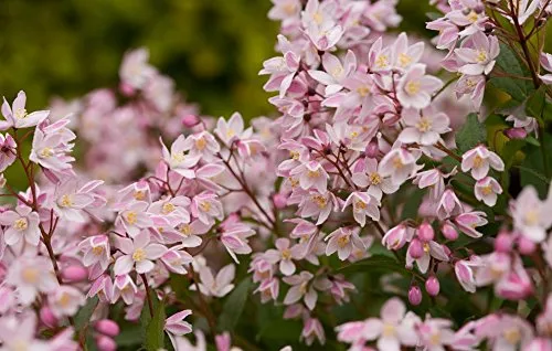 Yuki Cherry Blossom® Deutzia