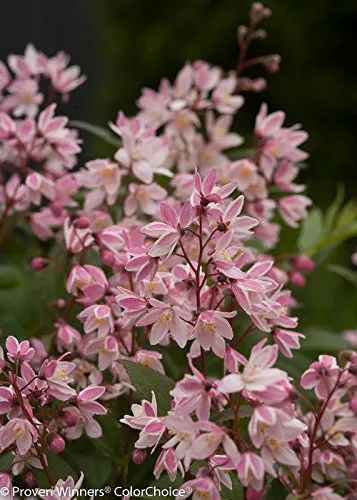 Yuki Cherry Blossom® Deutzia