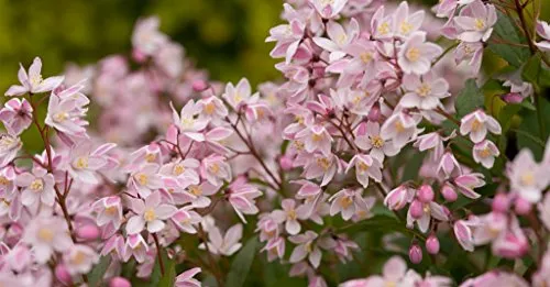 Yuki Cherry Blossom® Deutzia