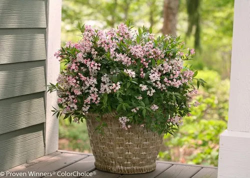 Yuki Cherry Blossom® Deutzia