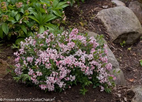 Yuki Cherry Blossom® Deutzia