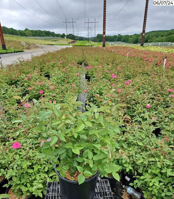 Zephirine Drouhin Climbing Rose